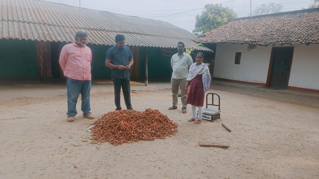 Chhattisgarh tamarind harvest — bulk tamarind pods in rural courtyard before export processing