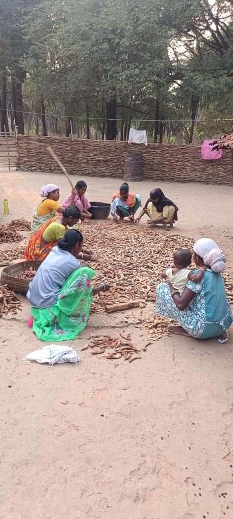 Chhattisgarh tamarind processing — manual sorting of forest-origin tamarind pods, Bastar women